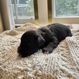 April - Black female Miniature Schnauzer puppy in Greenville, South Carolina from Synergy Schnauzers