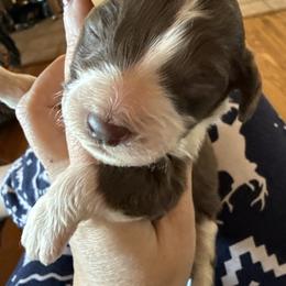 Girl 8 - Red tri-color female Aussiedoodle puppy in Four Oaks, North Carolina from RoseWest Farms