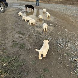 Labrador Retriever Puppies from SR Labrador Retrievers