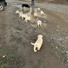 Labrador Retriever Puppies from SR Labrador Retrievers