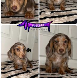 Green collar - Dapple male Dachshund puppy in Turlock, California from Vibrant Dachshunds