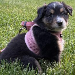 Freddie - Black tri-color female Australian Shepherd puppy in Sudbury, Massachusetts from Wild Atlantic  Aussies