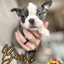 Bowser - Blue male Boston Terrier puppy in West Jefferson, Ohio from Kline Kennels