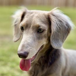 Ginger - Dachshund