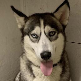 Demi - Siberian Husky