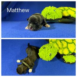 Matthew - Charcoal male Lhasa Apso puppy in Cincinnati, Ohio from Shangri-La Lhasa Apsos