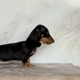 Dachshund Puppies from Little Legs Miniature Dachshunds