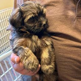 Orange - Red sable male Havanese puppy in Melba, Idaho from Lawson Havanese