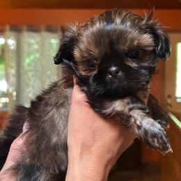 Gator - Sable and white male Shih Tzu puppy in Nekoosa, Wisconsin from Brox Acres House of Fur LLC
