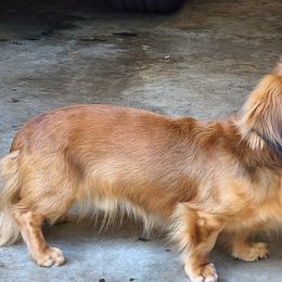 Dachshunds from Long & Low Miniature Dachshunds