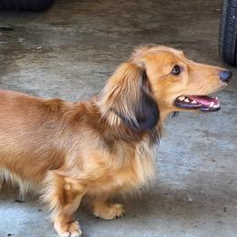 Dachshunds from Long & Low Miniature Dachshunds