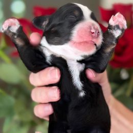 Gaza - Tri-color female Bernedoodle puppy in Yuciapa, California from AlltheDoodlez_