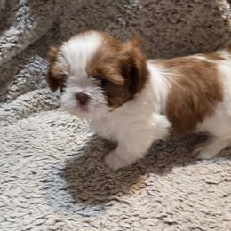 CODY - Liver and white male Shih Tzu puppy in Parma, Idaho from SuLynnes Shih Tzus