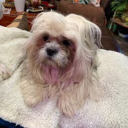 Lil Ash - Shih Tzu