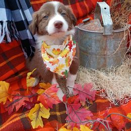 Rory - White and red male Border Collie puppy in Dundy County, Nebraska from Stag Valley Homestead