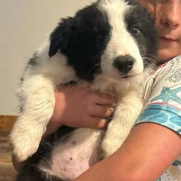 Rocky - Black and white male Border Collie puppy in Rocky, Oklahoma from SoCal/Promise Land Border Collies