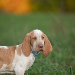 Bracco Italiano, German Shorthaired Pointer, and Vizsla Puppies from Nosam Kennels