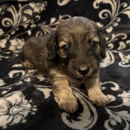 Peter - Cream male Dachshund puppy in Cattaraugus County, New York from H&C’s Dachshunds and Retrievers