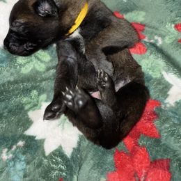 Yellow Collar - Mahogany male Belgian Malinois puppy in Trenton, Georgia from Laeknir K9