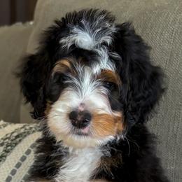 Payson - Tri-color female Bernedoodle puppy in Gilbert, Arizona from 5280 Bernedoodles