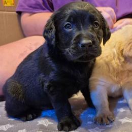Girl 6 - Green Collar - Black female Labrador Retriever puppy in Latrobe, Pennsylvania from Stone Shoe Ranch Labrador Retrievers