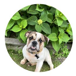 Ty Lee - Bulldog puppy in Milwaukee, Wisconsin from Castle Manor Bulldogs