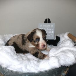 Ruby - Red merle female Australian Shepherd puppy in Mocksville, North Carolina from Trailblazing Aussies