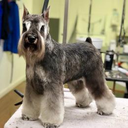 Star - Miniature Schnauzer