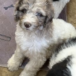 Dolly - female Newfypoo puppy in San Antonio, Texas from Mammoth Doodles