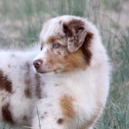 Australian Shepherd Puppies from Blackwater Australian Shepherds
