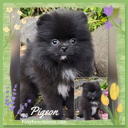 Pigeon - Black female Pomeranian puppy in Eatonville, Washington from Foxy Forest Poms