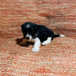 Boy 2 - Black and white male Havanese puppy in Running Springs, California from Shadycove K9