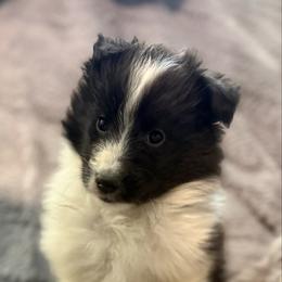 Bi black F - Black and white female Shetland Sheepdog puppy in Middleburgh, New York from StoneyAcre