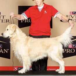 Sammy - Golden Retriever