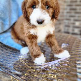 Bernedoodle and Goldendoodle Puppies from Paws 4 Doodles, LLC