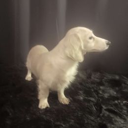 Pandora - Dachshund