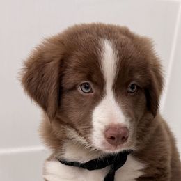 Tan Collar - Red tri-color male Australian Shepherd puppy in Selma, North Carolina from Eon's Aussies