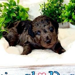 Mr Orange - Merle male Goldendoodle puppy in San Diego, California from Sensational Doodles