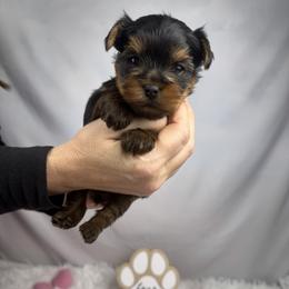 Girl 1 - Blue and gold female Yorkshire Terrier puppy in The Bronx, New York from Teenie Sweeties Yorkies