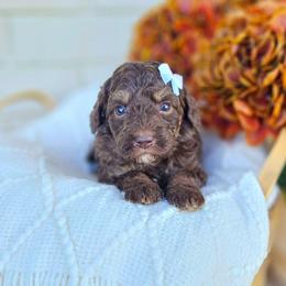 Marlowe - Phantom female Bernedoodle puppy in Russell Springs, Kentucky from 270 Doodles