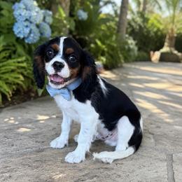 Wesley James - Tri-color male Cavalier King Charles Spaniel puppy in Mount Dora, Fl, Florida from Breezy Palms Cavaliers
