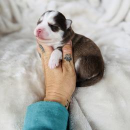 Girl 3 - Red and white female Pomsky puppy in Yavapai County, Arizona from Pawsh Pomskies