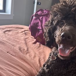 Goldendoodles from Doodle Café