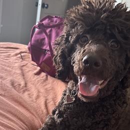 Goldendoodles from Doodle Café