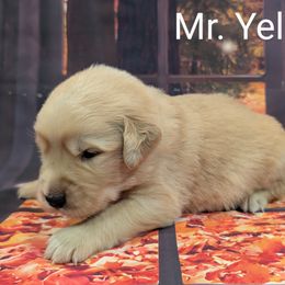 Goldendoodle, Golden Retriever, Labradoodle, and Labrador Retriever Puppies from Robertson's Retrievers and Doodles