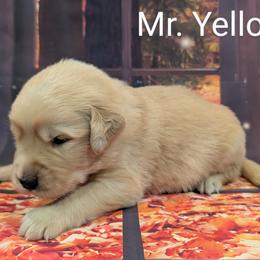 Goldendoodle, Golden Retriever, Labradoodle, and Labrador Retriever Puppies from Robertson's Retrievers and Doodles