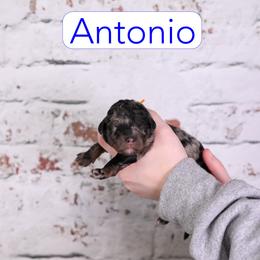 Antonio - Blue merle male Assorted Doodle Crosses puppy in Calhoun, Georgia from Happy Top Doodles
