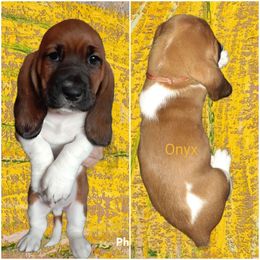 Basset Hound Puppies from Dream Hounds of Michigan