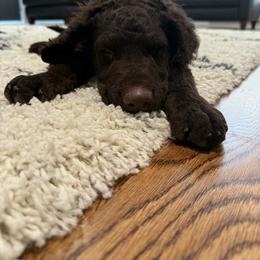 Curly-Coated Retriever Puppies from Betacoil Curly Coated Retrievers