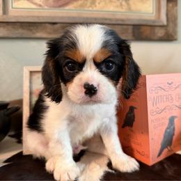 Luca - Tri-color male Cavalier King Charles Spaniel puppy in Kidder, South Dakota from Continental Cavaliers